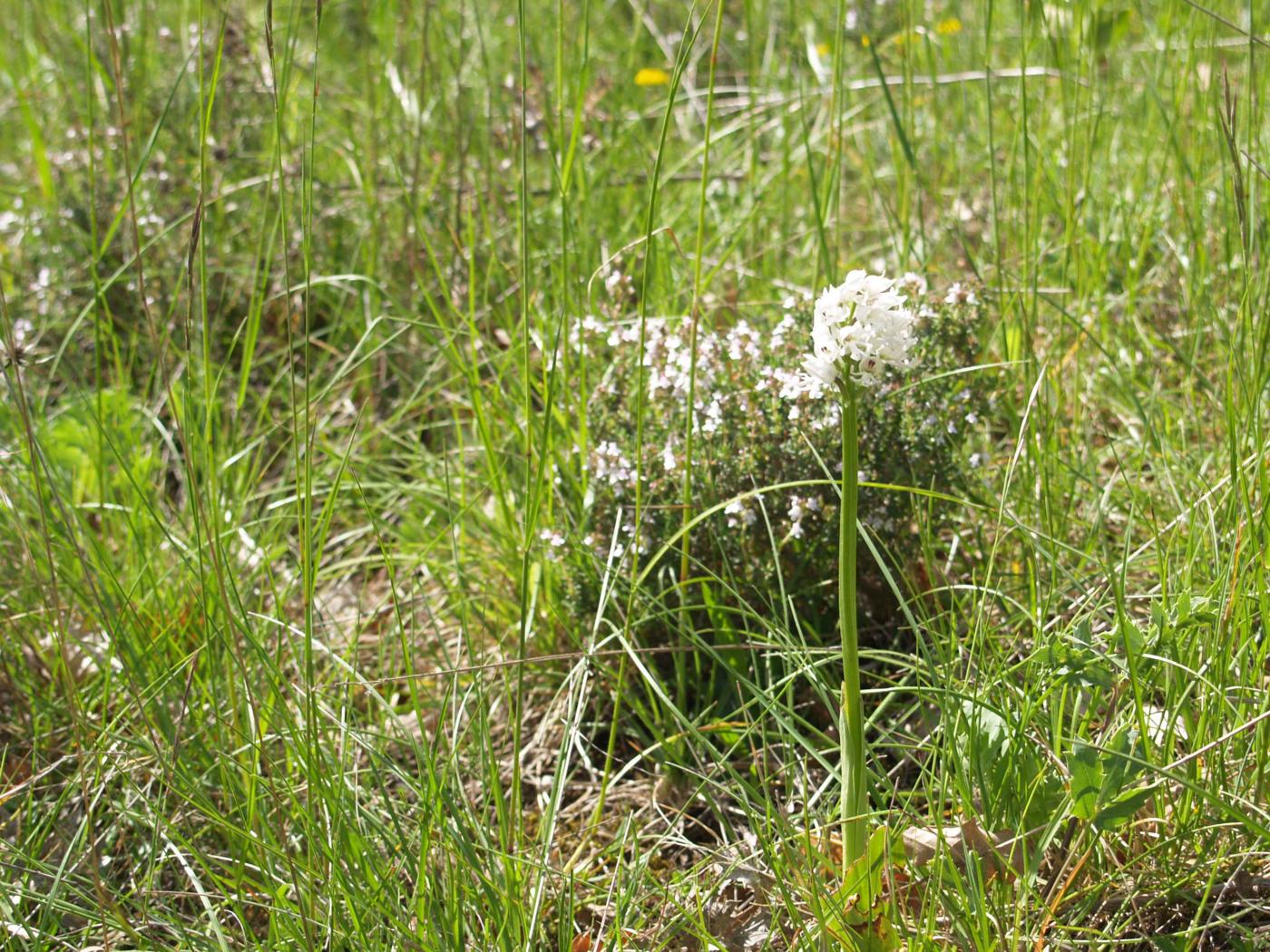 Orchid, Monkey var. hypochromia plant